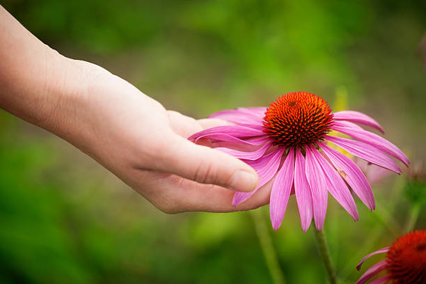 echinacea 1